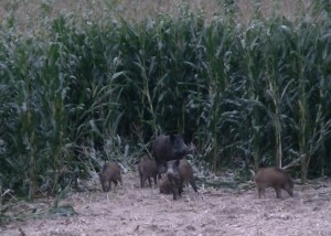 Wildschweinrotte im Mais