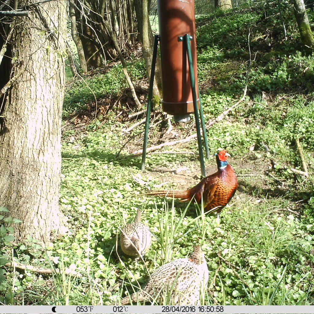 Fasan mit Hennen an Funke Fasanenschütte_dreispross (8) – Jäger-Alltag