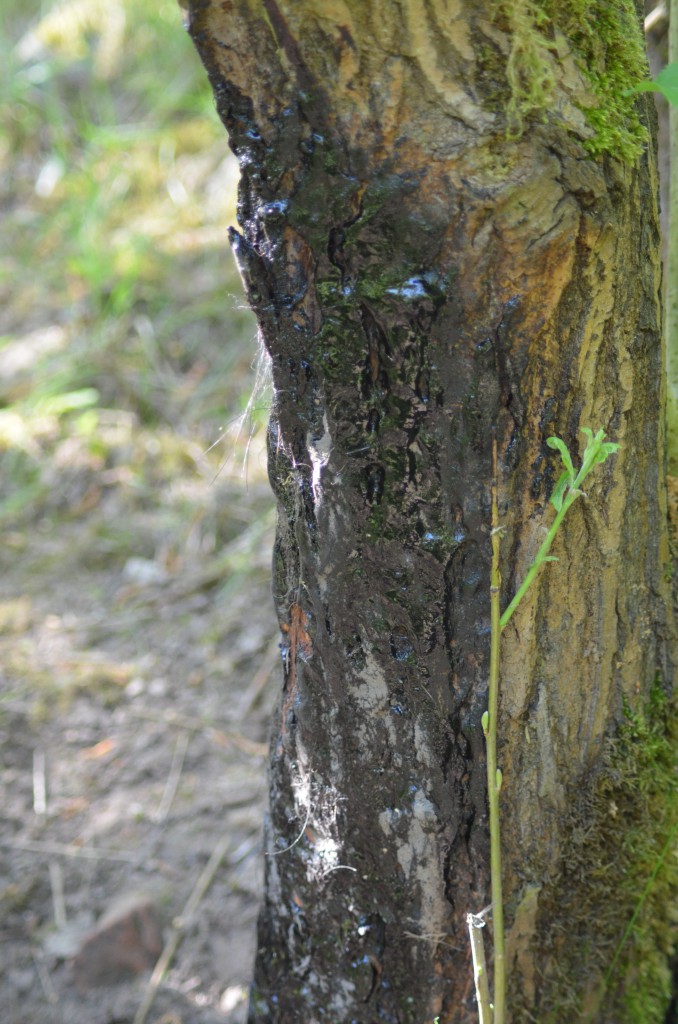 Borsten vom Schwarzwild an einem Baumstamm, der mit Buchenholzteer bestrichen wird. Der Jäger nennt ihn Malbaum. Die Sauen lieben es, sich daran zu reiben. Ein wirklicher Sauenhotspot.